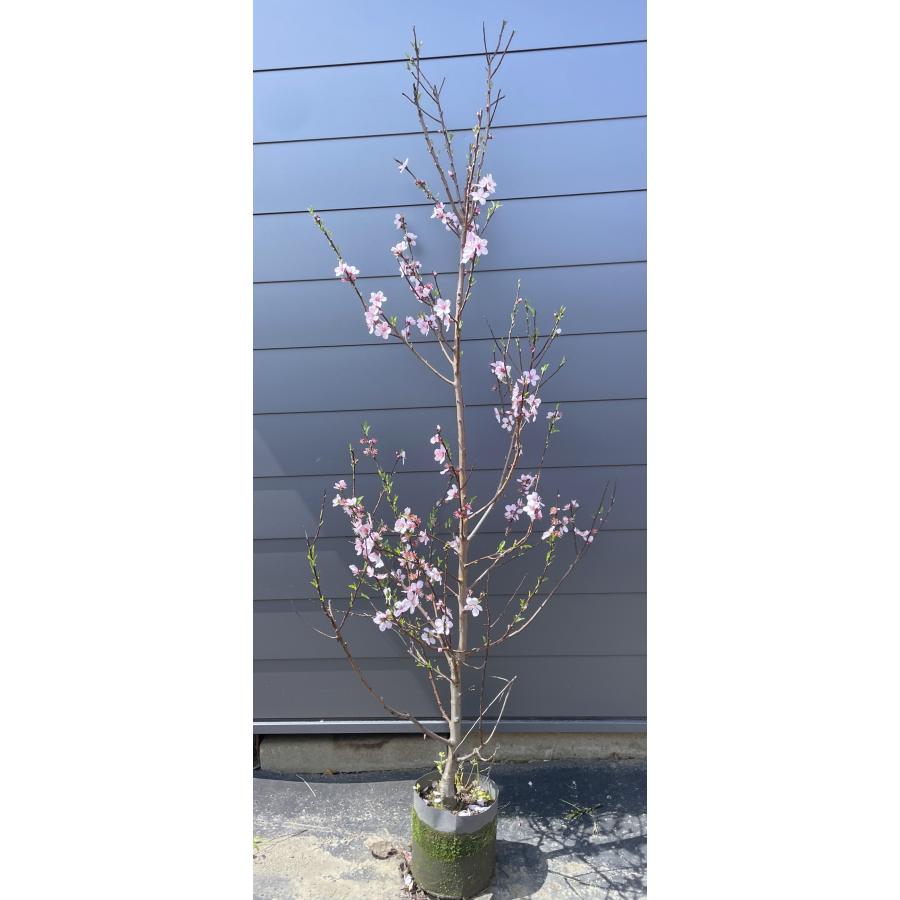 アーモンドの木 約2.1m 現品発送 特大株 植木 苗木 大苗 桜の様な花が