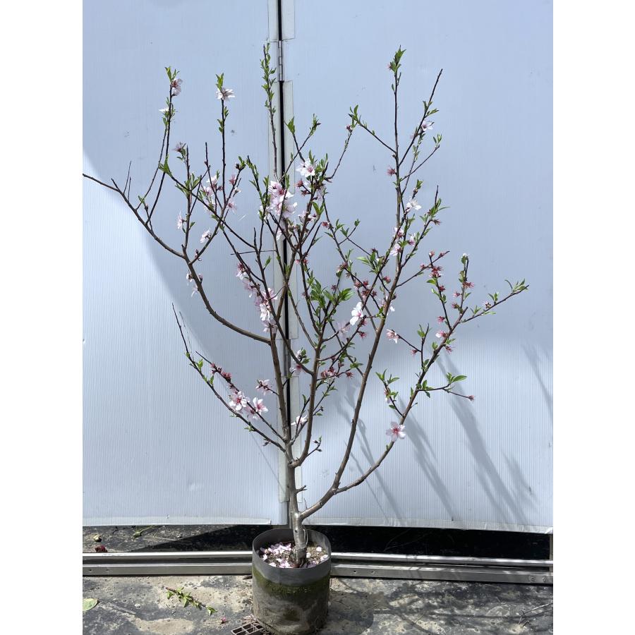 アーモンドの木 約1.4m 現品販売 特大株 植木 苗木 大苗 桜の様な花が