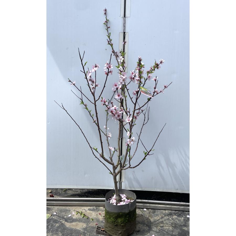 アーモンドの木 約1.5m 現品販売 特大株 植木 苗木 大苗 桜の様な花が