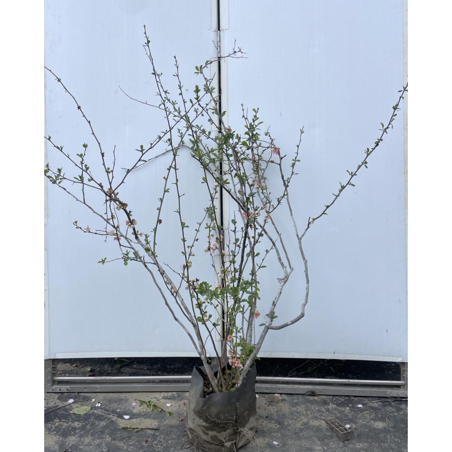 ピンク花ボケの木 6本株立ち 約1.4m 一点物 豪華株 現品発送 大苗