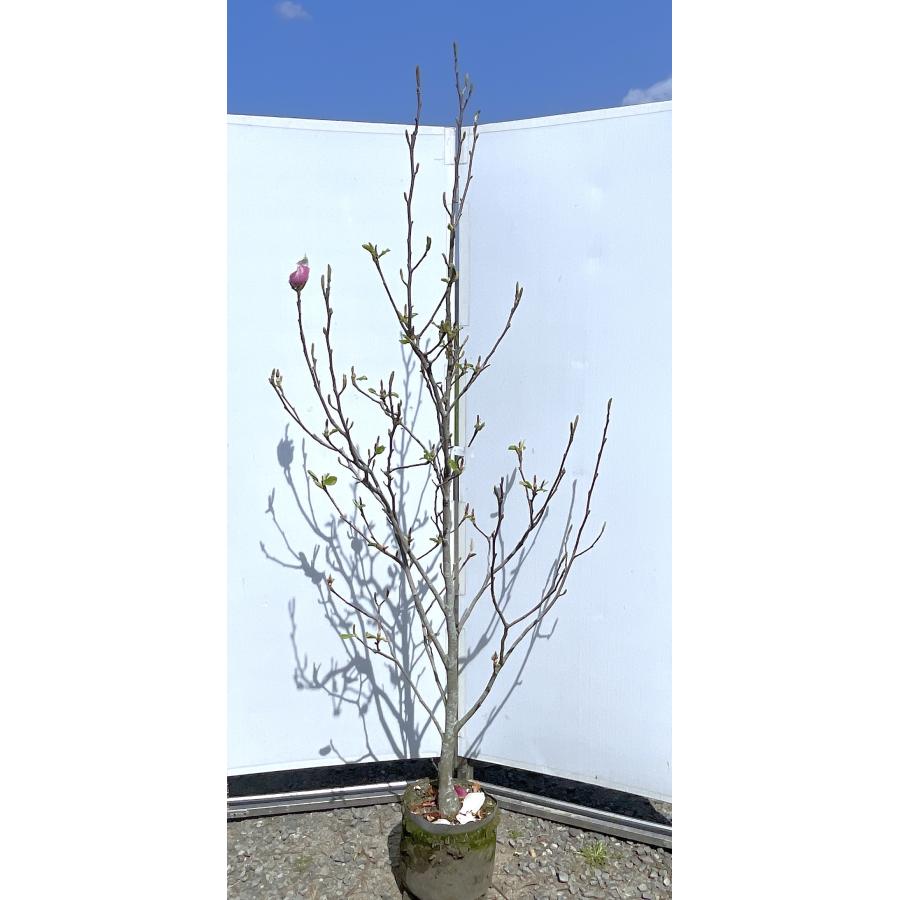紫花モクレン アレキサンドリア 約2m 現品発送 特大植木苗木 赤紫