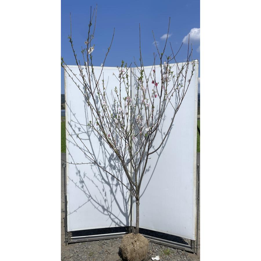 源平花桃 約2.4m 現品発送 超特大株 3色咲きの花桃 植木苗木大苗