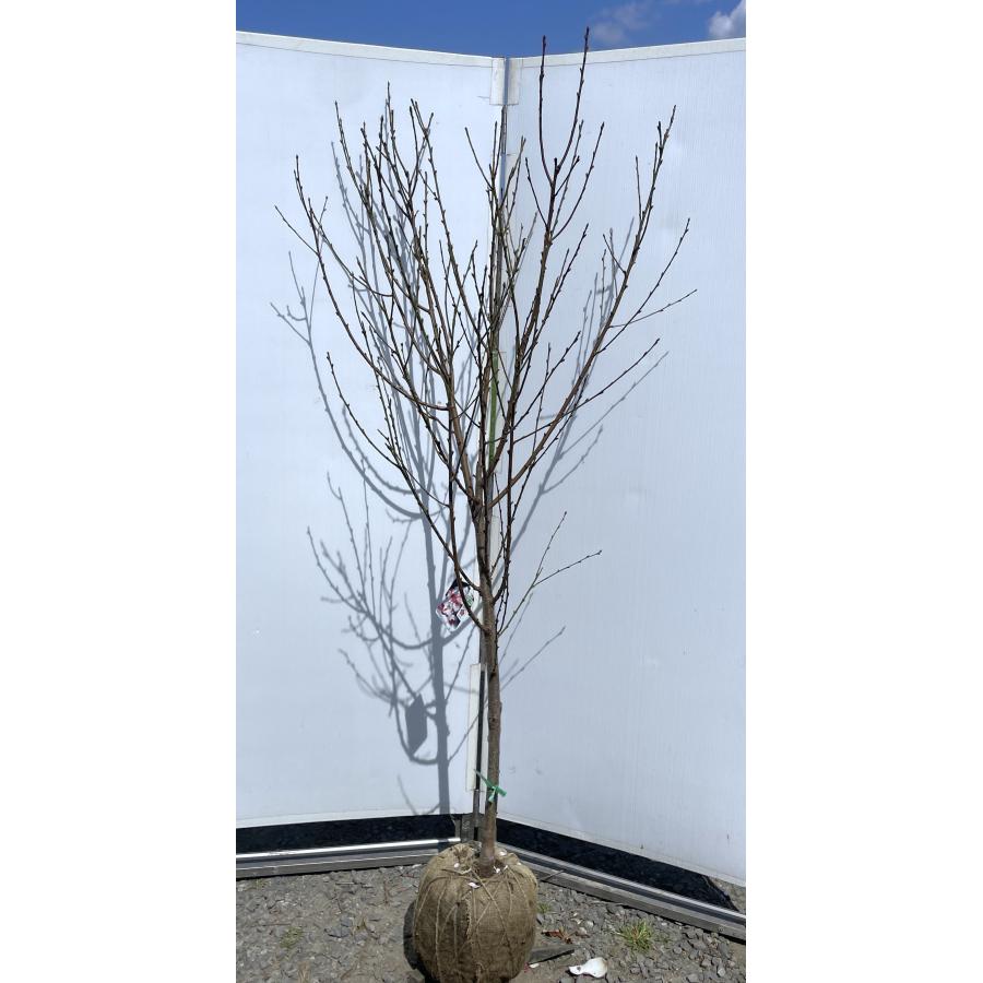 源平花桃 約1.9m 現品発送 3色咲きの花桃 特大株 植木苗木大苗 ゲン