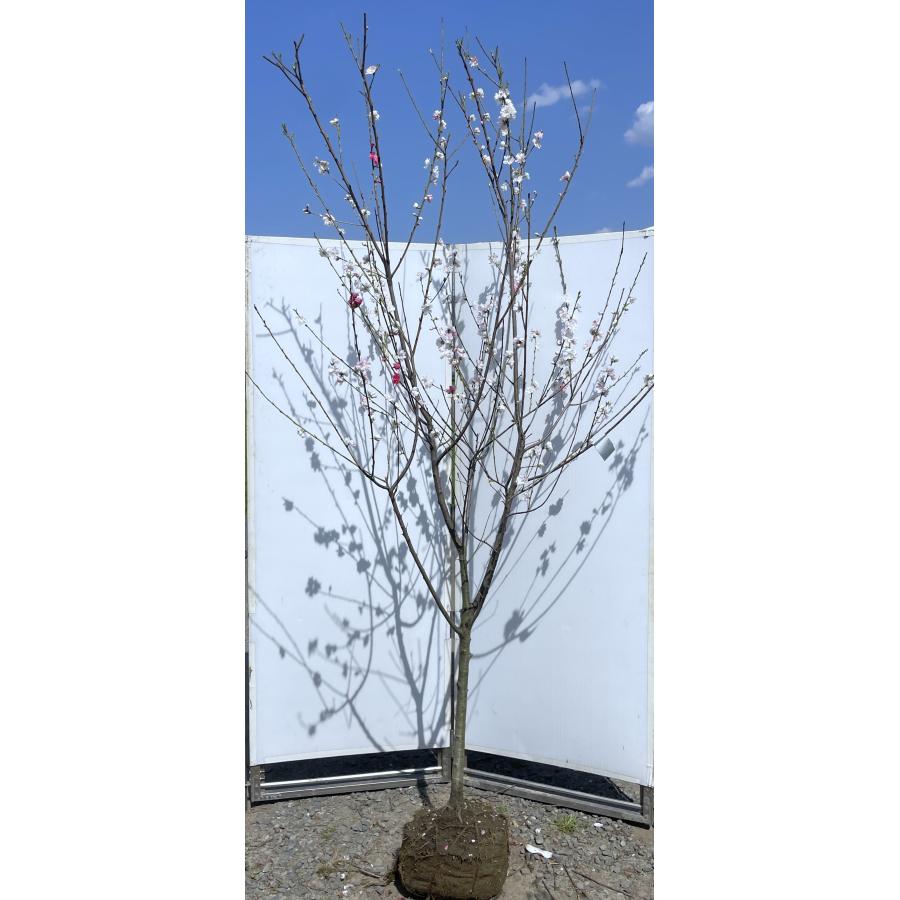 源平花桃 約2.5m 現品発送 超特大株 3色咲きの花桃 植木苗木大苗