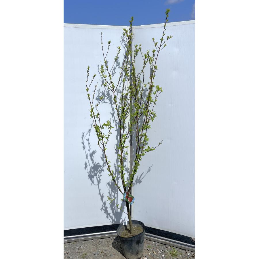果樹 鉢植え 実付き プラム サンタローザ 大苗 四年生 Amazon.co.jp