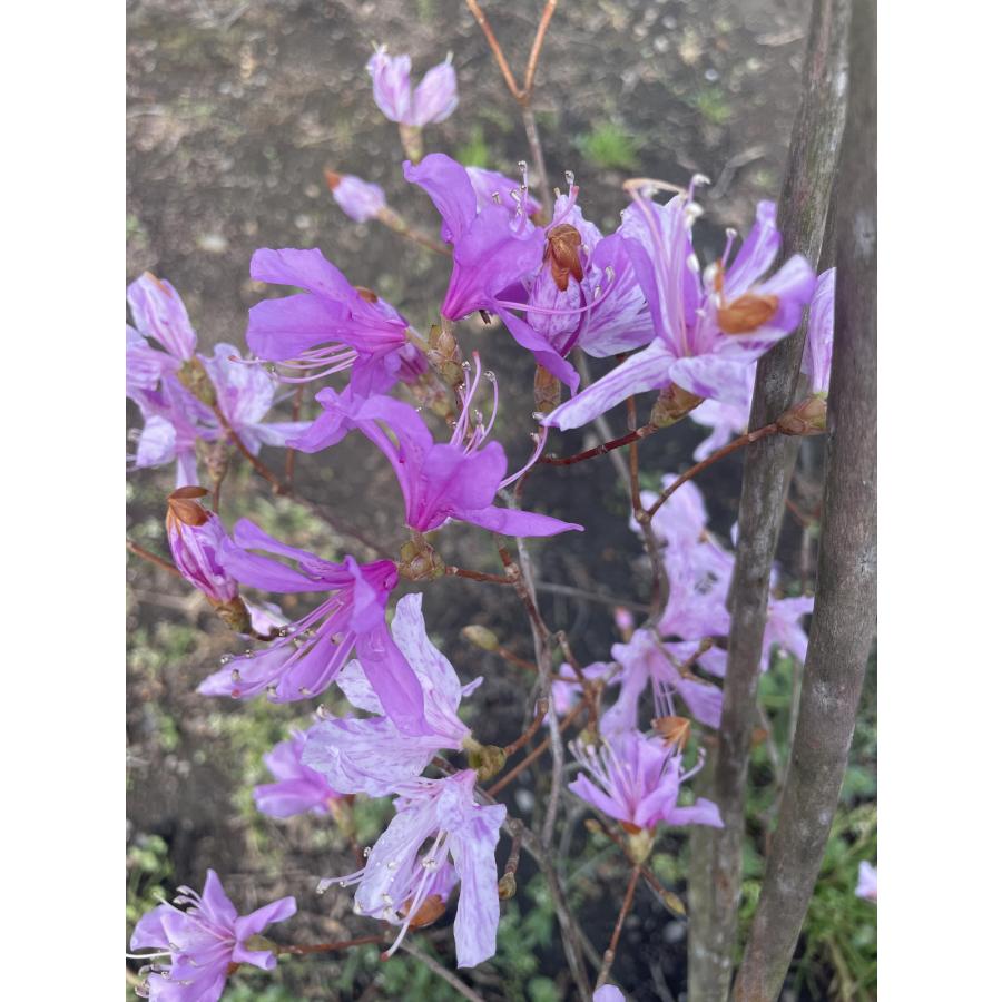 無二。。特大山採りミツバツツジ。 無二。。特大山採りミツバツツジ。