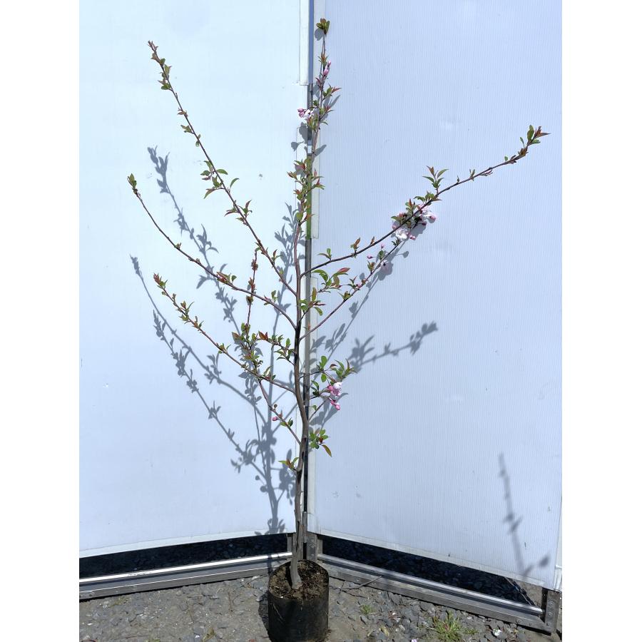 ハナカイドウ 約1.6m 現品発送 可愛いピンク花 特大植木苗木 花街道