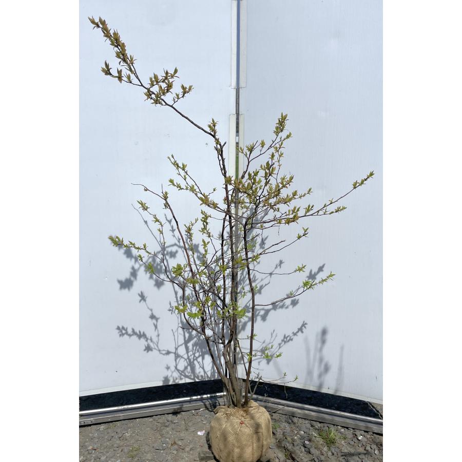 夏ハゼ 5本株立ち 約1.5m 現品発送 豪華株 特大植木苗木 ナツハゼ