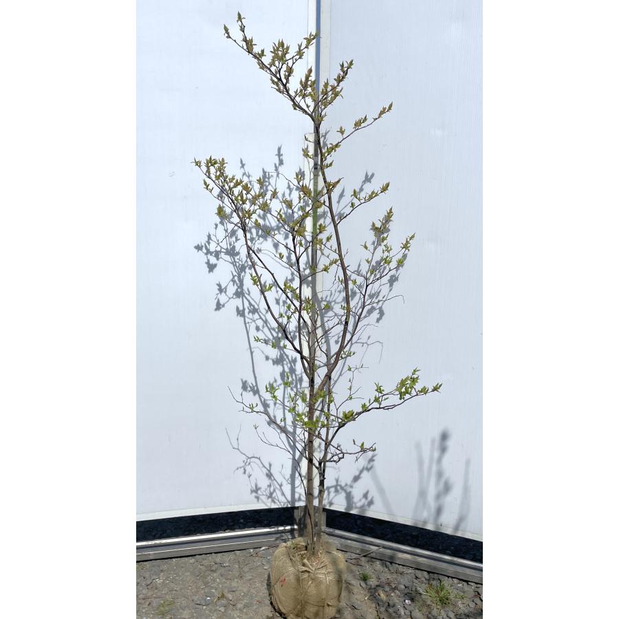 夏ハゼ　ナツハゼ 希少庭木・植木：ナツハゼ（なつはぜ）* 樹高：約150cm 現品限り！ 花束・切花