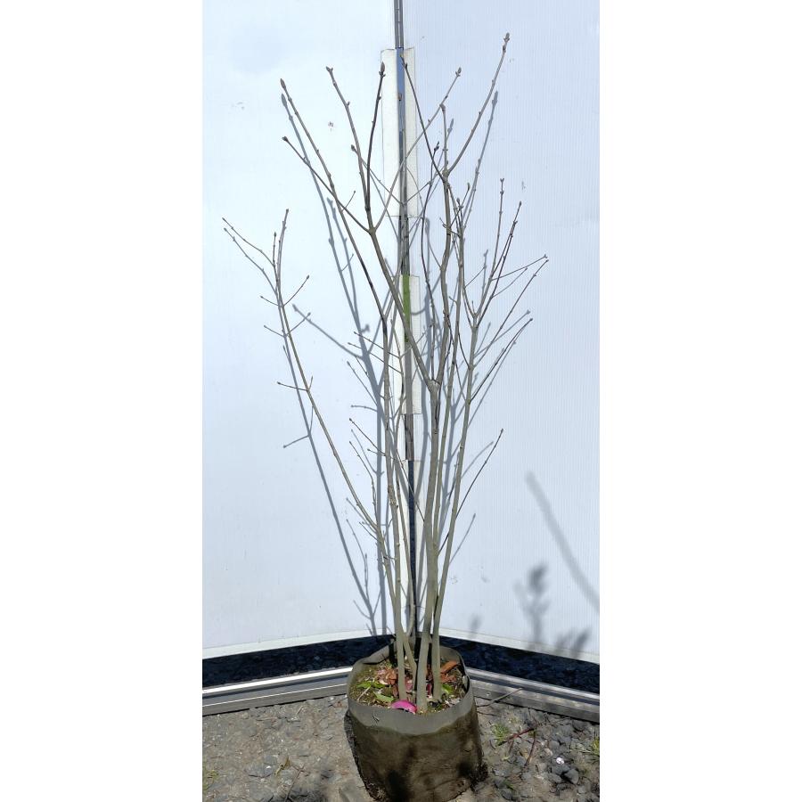 アオダモ 7本株立ち 約1.4m 現品発送 特大株 植木 苗木 大苗 マルバアオダモ 丸葉アオダモ 落葉樹 シンボルツリー : 大福樹苗園 ...