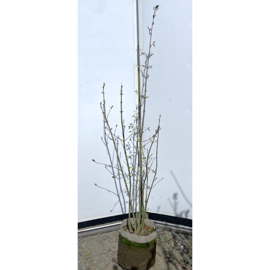 アオダモ 6本株立ち 約1.7m 現品発送 豪華株 特大株 植木苗木