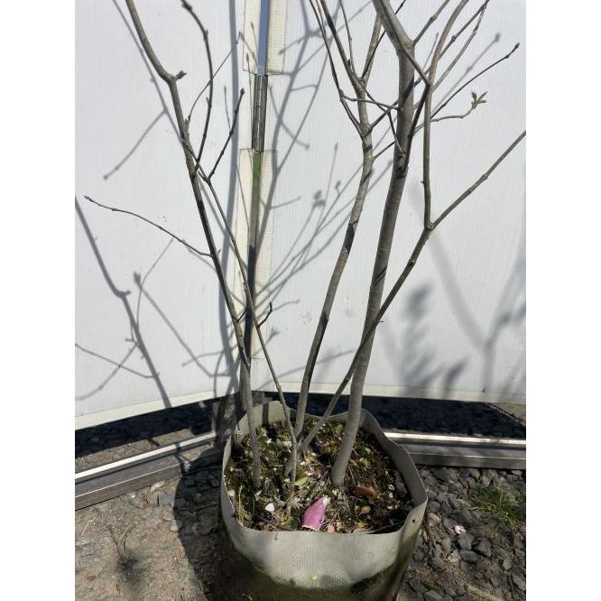 アオダモ 株立ち 約1.7m 現品発送 特大株 植木 苗木 大苗 マルバ