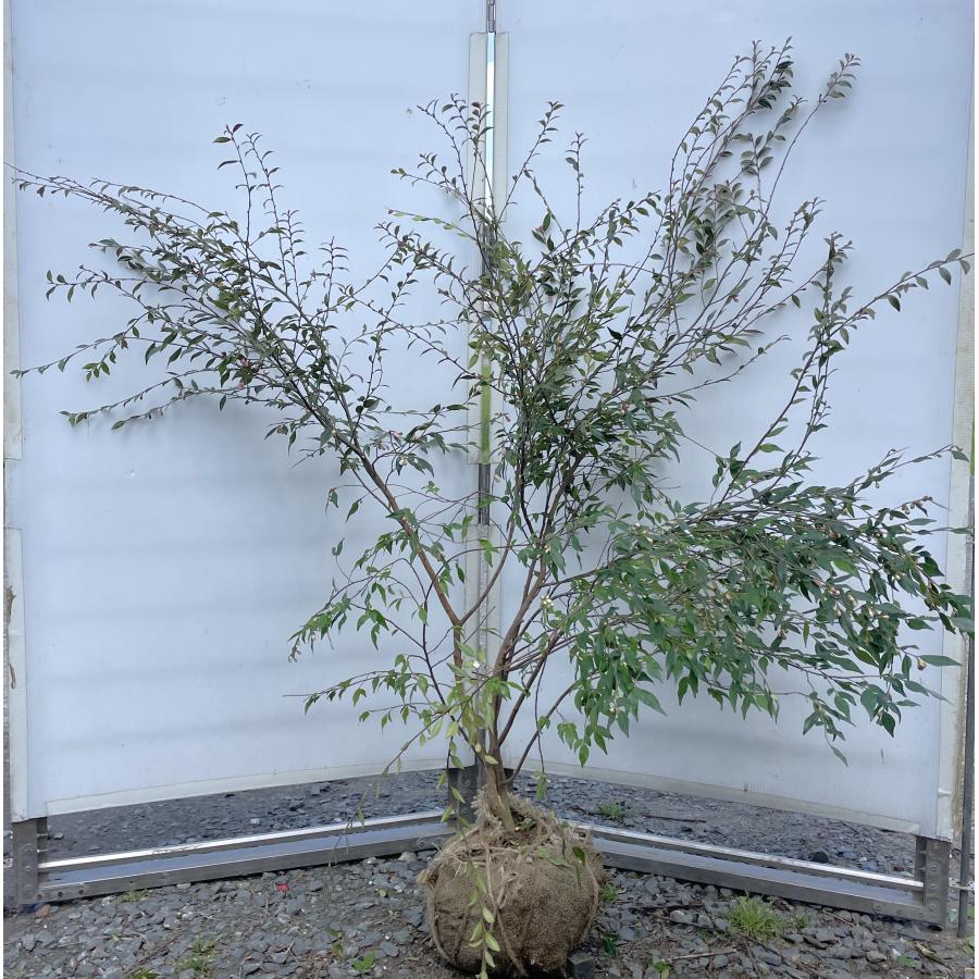 題名 ツバキ【大】かなり大きい 特許取得 しだれ椿の木 エリナ 株立ち 約1.3m 現品販売 特大株 植木