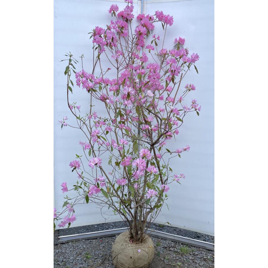 玄海ツツジ 春一番 5本株立ち 約1.9m 現品販売 超特大株 植木 玄海ツツジ 春一番 5本株立ち 約1.9m 現品販売 超特大株 植木
