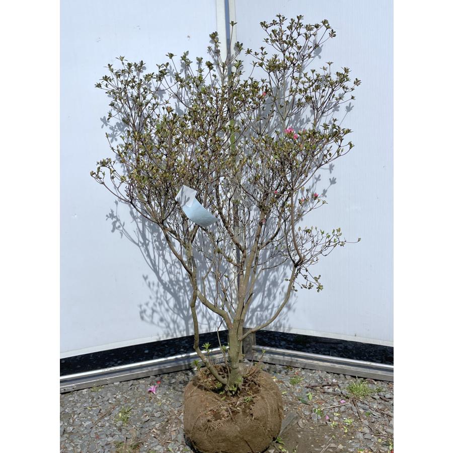 現品　株立　ミツバツツジ　特大苗　1.5mほど　山採り 霧島ツツジ ピンク花 株立ち 約1.3m 現品販売 特大株 植木 苗木 大苗