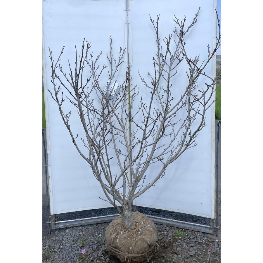 八重咲きオオヤマレンゲ ミチコレンゲ 7本株立ち 約1.8m 現品発送