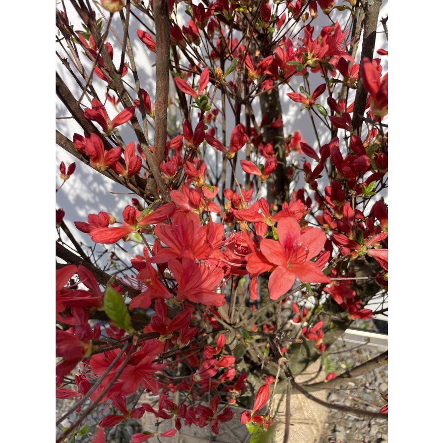 紅花 紅花霧島ツツジ 株立ち 約2.5m 現品販売 返品不可 樹齢40年超 一点物