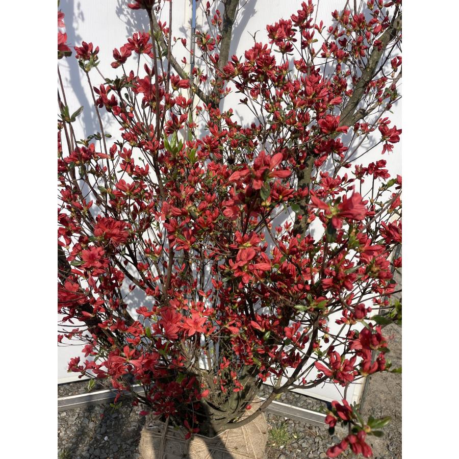 紅花霧島ツツジ 株立ち 約2.5m 現品販売 返品不可 樹齢40年超 一点物