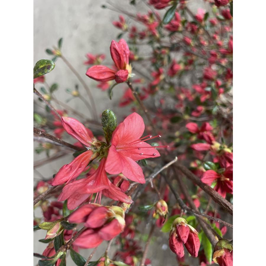 紅花霧島ツツジ 株立ち 約2.5m 現品販売 返品不可 樹齢40年超 一点物
