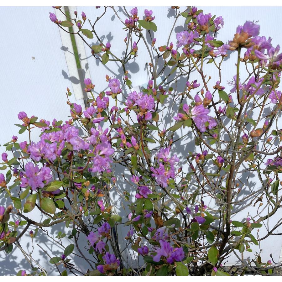 山野草　超希少白花　エゾツツジ 大株E 山野草 超希少白花 エゾツツジ 大株E