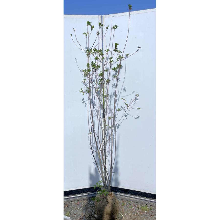 紅ドウダンツツジ 株立ち 約1.9m 現品発送 特大株 植木 苗木 大苗 紅