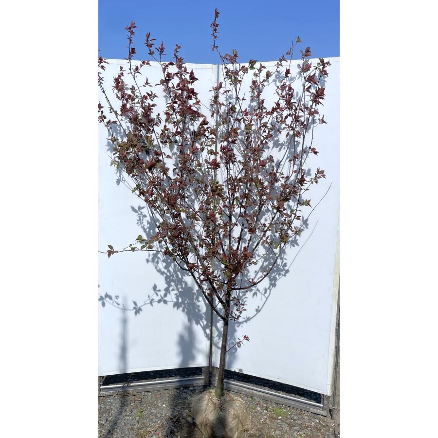 スモモの木 ハリウッド 約2.1m 現品発送 特大株 プラムの木 植木 苗木
