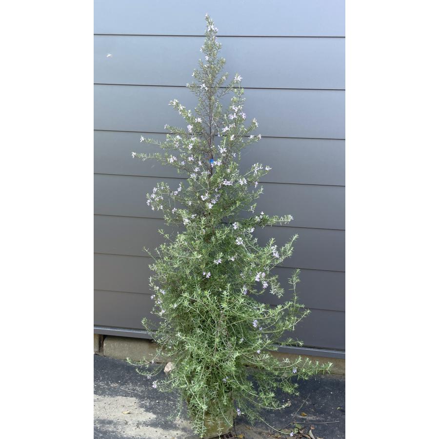 四季咲きウエストリンギア 約1.6m 現品発送 特大植木苗木