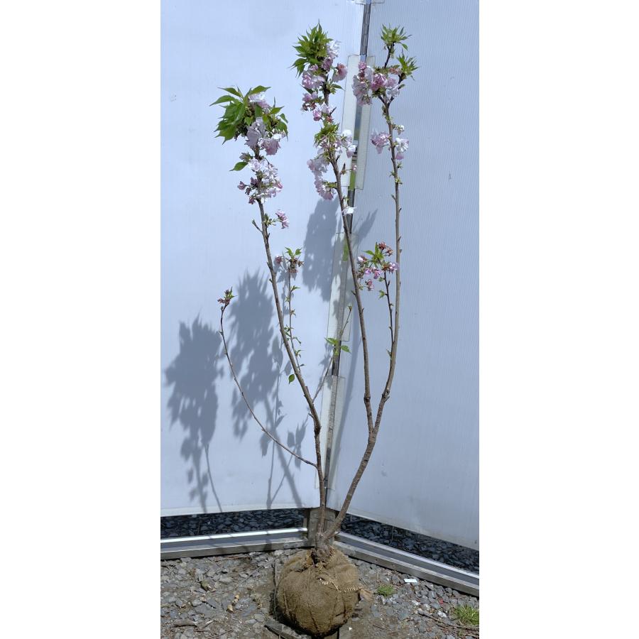 一才桜旭山 株立ち苗 約1.4m 現品発送 特大株 植木 苗木 大苗 旭山桜