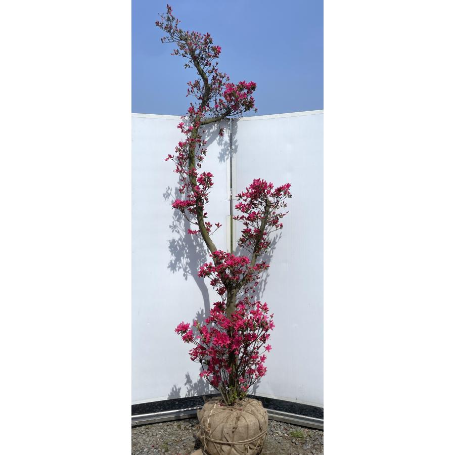 久留米ツツジ 若楓 約2.5m 一点物 現品発送 超特大株 植木苗木大苗