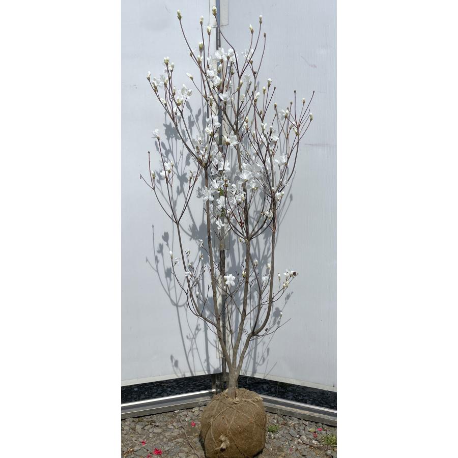 ミツバツツジ/白花/大株【現品発送】管理80193 白花ミツバツツジ 株立ち 約1.4m 現品発送 特大植木苗木 白三つ葉