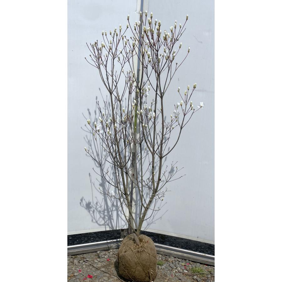 白花ミツバツツジ 株立ち 約1.4m 現品発送 特大植木苗木 白三つ葉