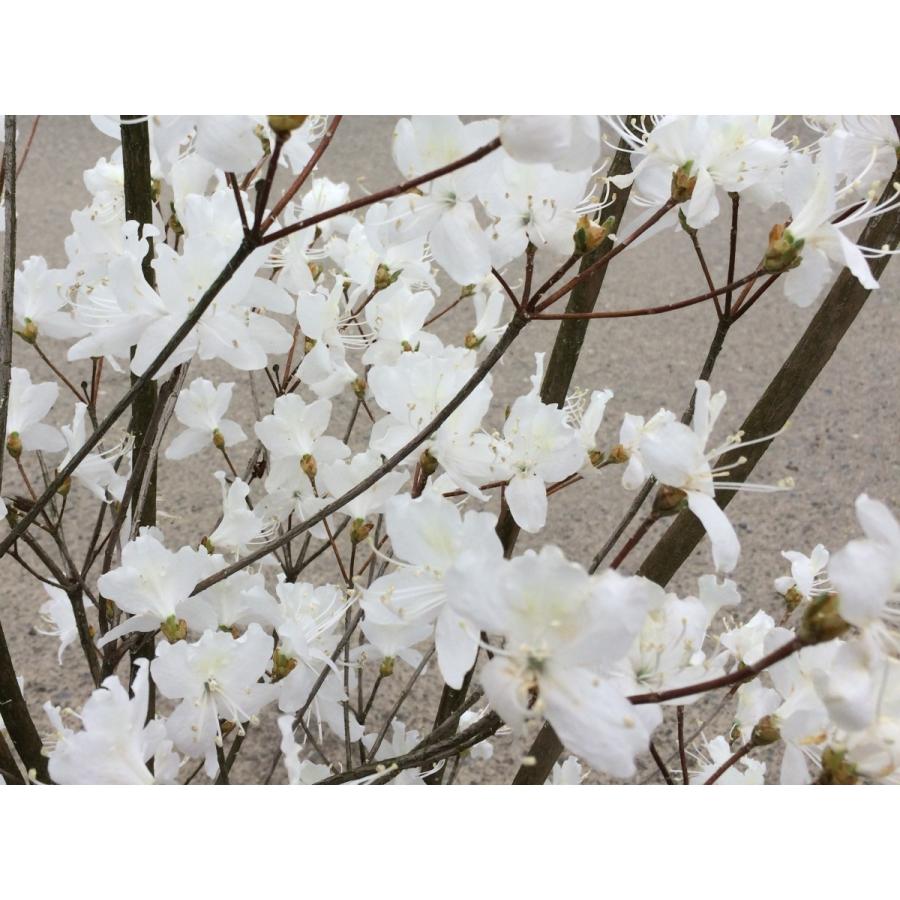 白花ミツバツツジ 約1.4m 現品発送 特大植木苗木 白三つ葉ツツジ 希少