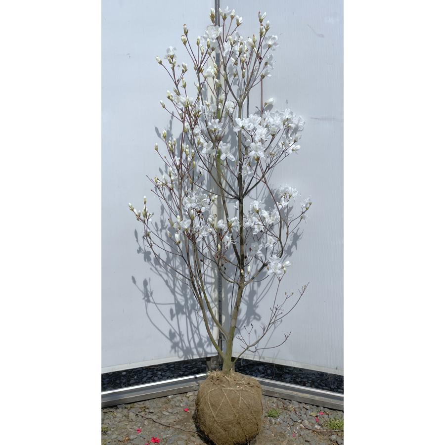 白花ミツバツツジ 約1.4m 現品発送 特大植木苗木 白三つ葉ツツジ 希少