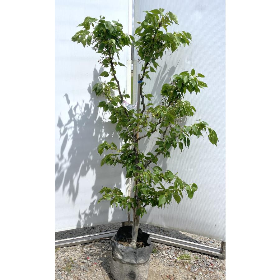 【その他】雲竜大島桜　約1.7ｍ　現品発送　植木　苗木　大苗　白花の桜　希少な雲竜タイプ　ウンリュウ大島桜　送料無料