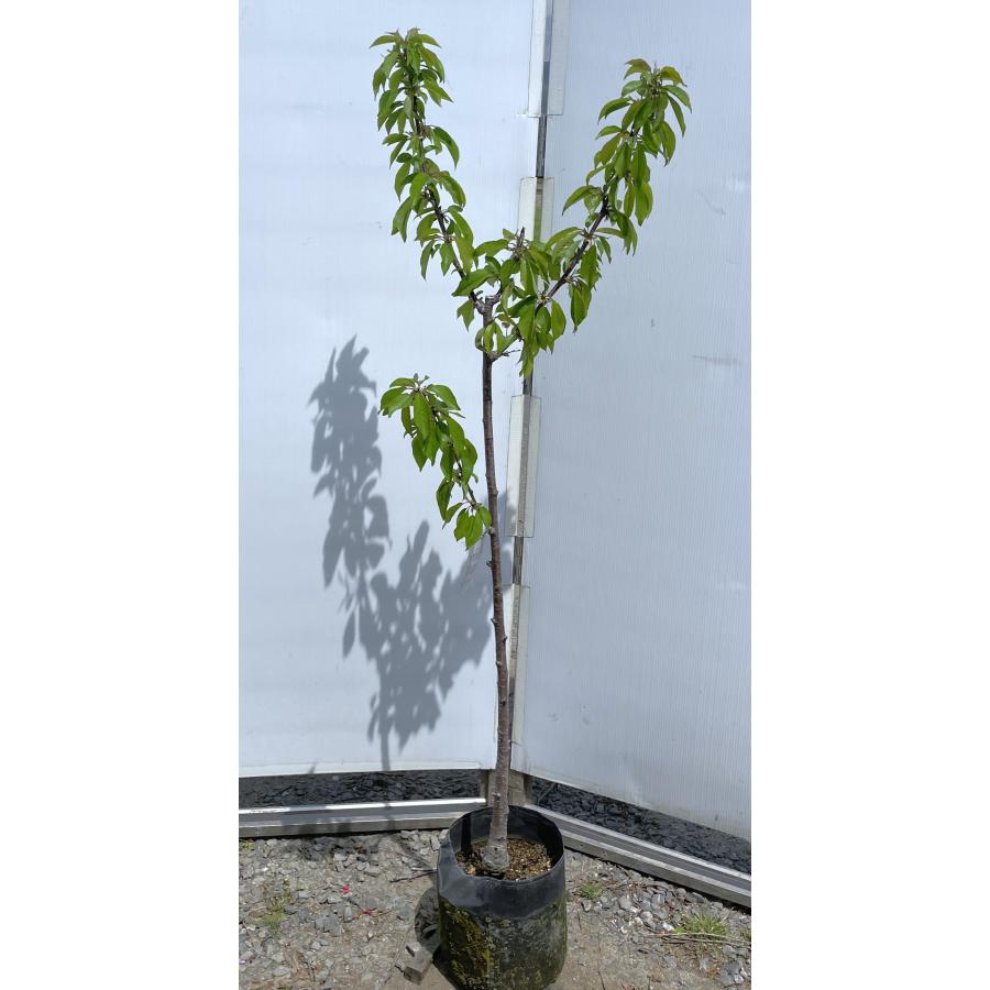 さくらんぼの木 佐藤錦 約1.5m 現品発送 特大株 植木 苗木 大苗 果樹