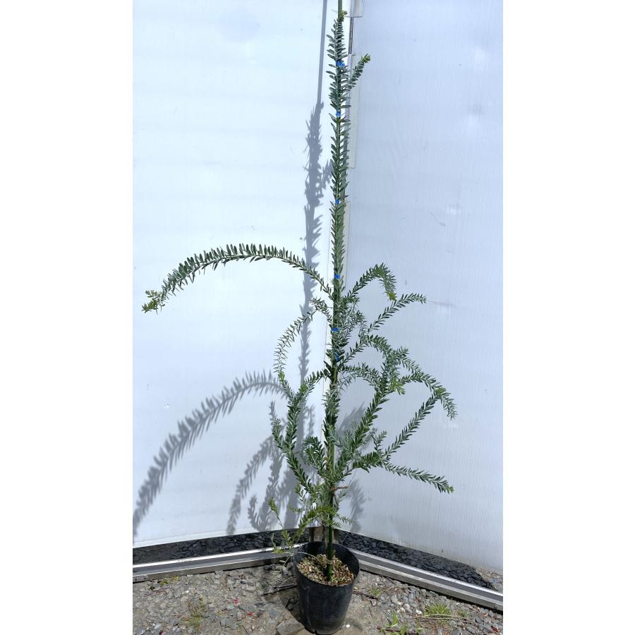 コベニーアカシア ブルーブッシュ 約1.8m 現品発送 特大株 植木苗木