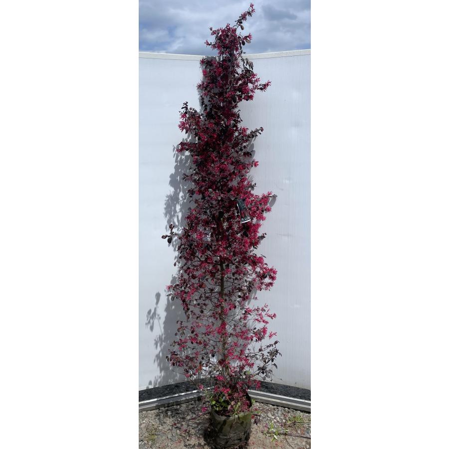 巨大苗205cm関東露地実績、植木鉢OK◆糖度モンスター◆ドワーフ・キングナムワ 巨大苗205cm関東露地実績、植木鉢OK◇糖度モンスター◇ドワーフ