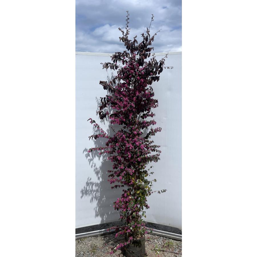 紅花ベニバナトキワマンサク 約2.1m 現品販売 銅葉ピンク花 特大株