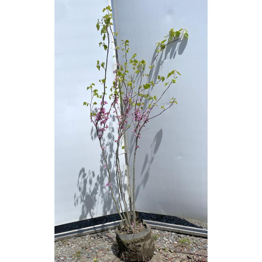 ハナズオウ 5本約1.7m 現品発送 特大株 植木 苗木 大苗 花スオウ
