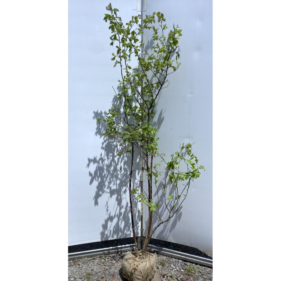 ブルーベリー ホームベル 株立ち 約1.8m 特大株 植木 苗木 大苗