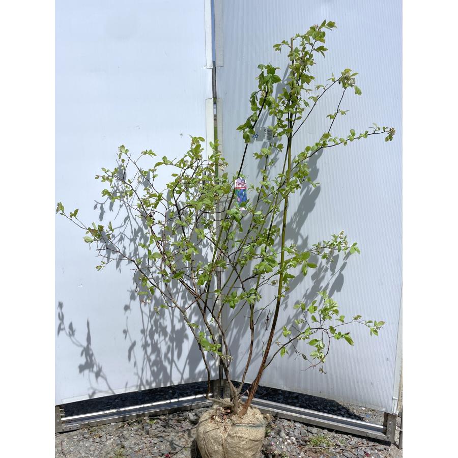ブルーベリー ホームベル 株立ち 約1.5m 特大株 植木 苗木 大苗