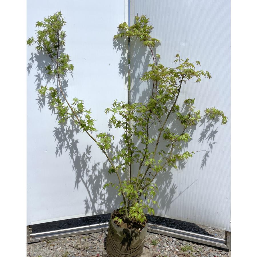 イロハモミジ 株立ち 約1.4m 現品販売 特大株 植木苗木大苗 いろは