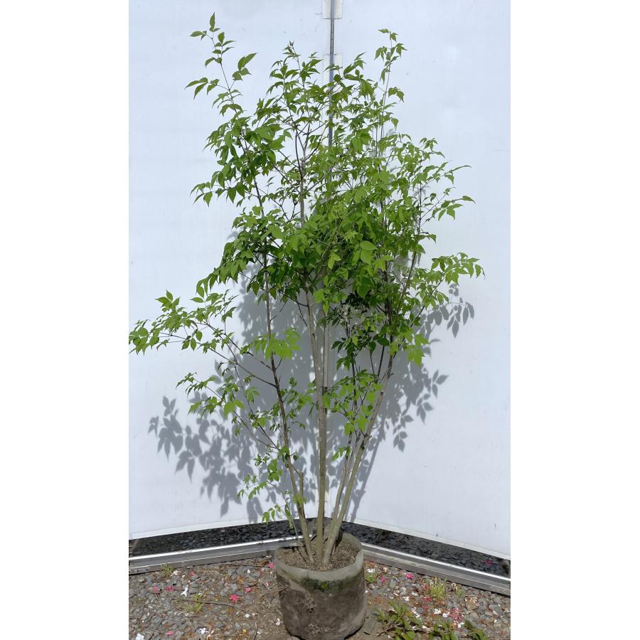 アオダモ 5本株立ち 約1.8m 現品発送 特大株 植木苗木大苗 マルバアオダモ 丸葉アオダモ 落葉樹 シンボルツリー : 大福樹苗園 ...