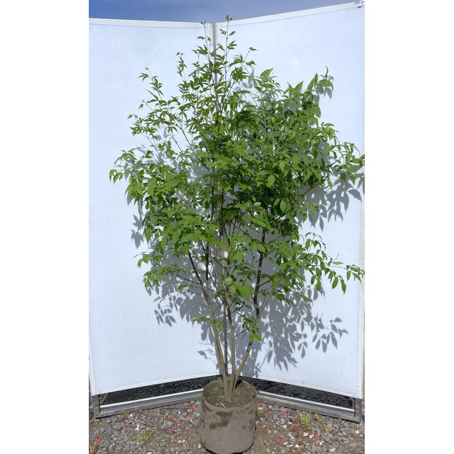 アオダモ 4本株立ち 約1.9m 現品発送 特大株 植木苗木大苗 マルバ