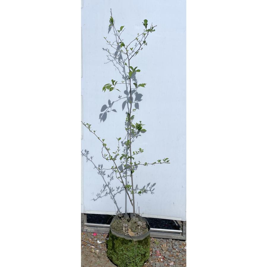 紅花エゴノキ ピンクチャイム 約1.4m 現品発送 特大植木苗木 希少な