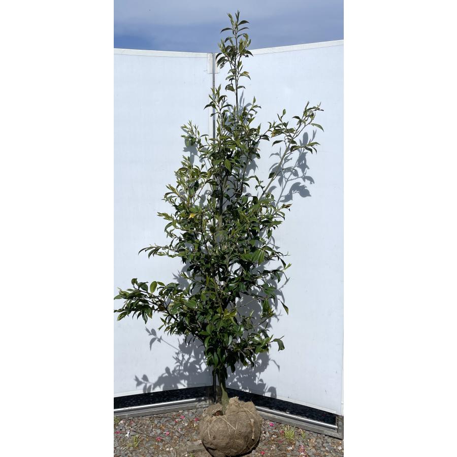 絞り花椿の木 胡蝶侘助 約2m 現品発送 特大植木苗木大苗 胡蝶絞侘助