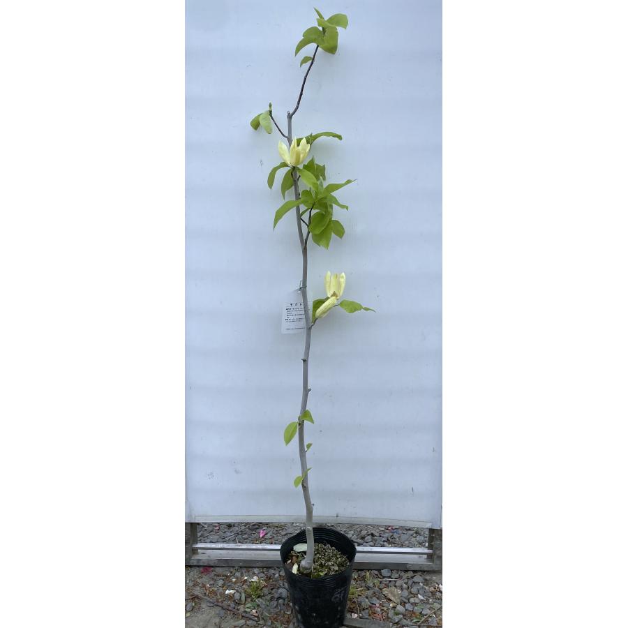 黄花モクレン イエローバード 約1.4m 特大株 植木 苗木 大苗 黄