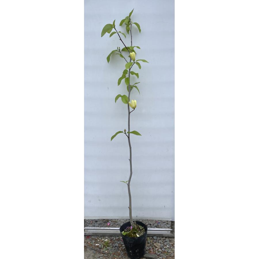 黄花モクレン イエローバード 約1.5m 特大株 植木 苗木 大苗 黄木蓮