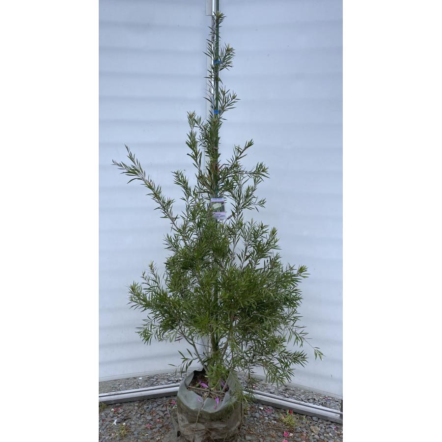 白花ブラシの木 シエベリー 約1.8m 現品販売 特大株 植木 苗木 大苗