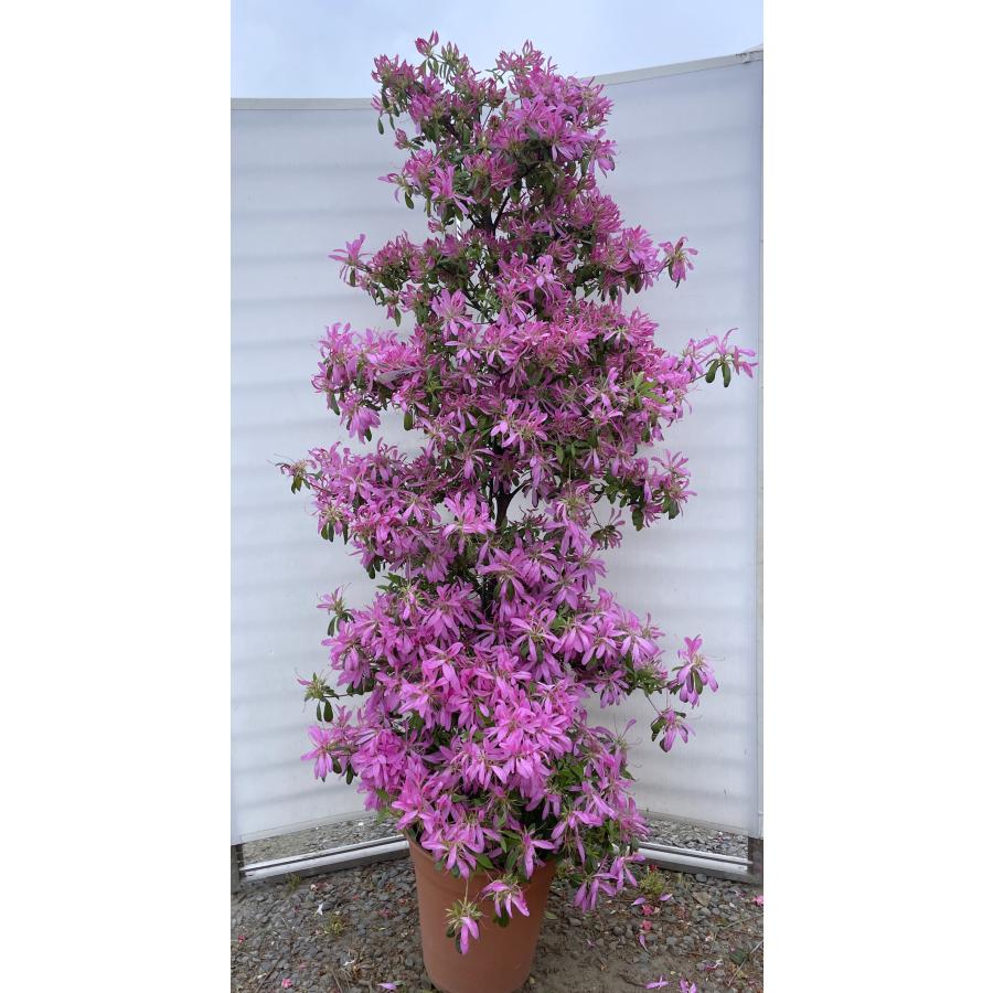 モチツツジ/花車【現品発送】管理80305 モチツツジ 花火 約1.9m 現品販売 超特大株 植木 苗木 大苗